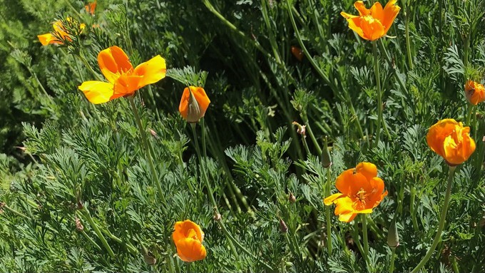To have blooms in the spring, now is a good time to plant California poppy seeds.