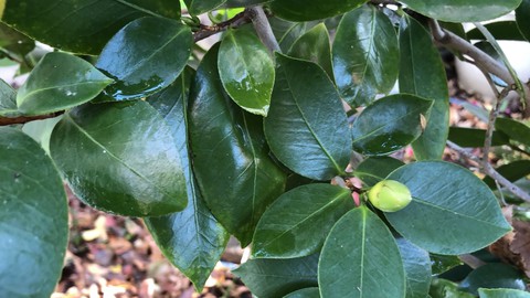 Image caption: This time of year  camellias -- and azaleas and gardenias -- can use a boost of chelated iron.