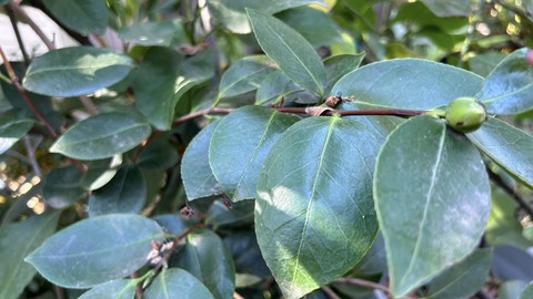 Image caption: Camellias can use a boost of chelated iron this time of year.