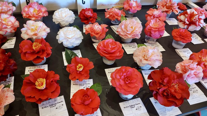 These exquisite camellia blossoms are entries in the 100th Sacramento Camellia Show. The show is open to the public 3 to 6 p.m. today (Saturday) and 10 a.m. to 5 p.m. Sunday at the Scottish Rite Temple in East Sacramento.