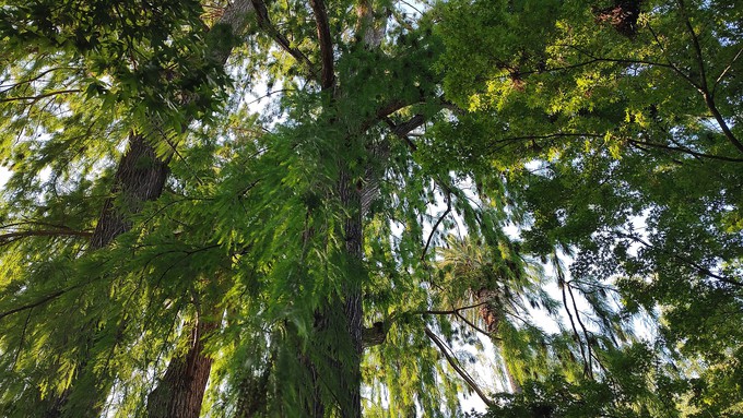 Redwood trees provide shade at Capital Park in Sacramento. You can add more shade to your own landscape with the Sacramento Shade program.