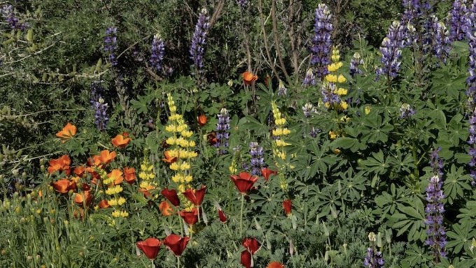 Early spring 2022 was full of bright blooms at Patricia Carpenter's property.