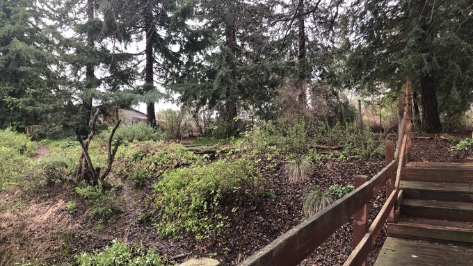 The 2023 Winter Ramble was soggy but there was plenty for close observers to see in Patricia Carpenter's native plant garden.