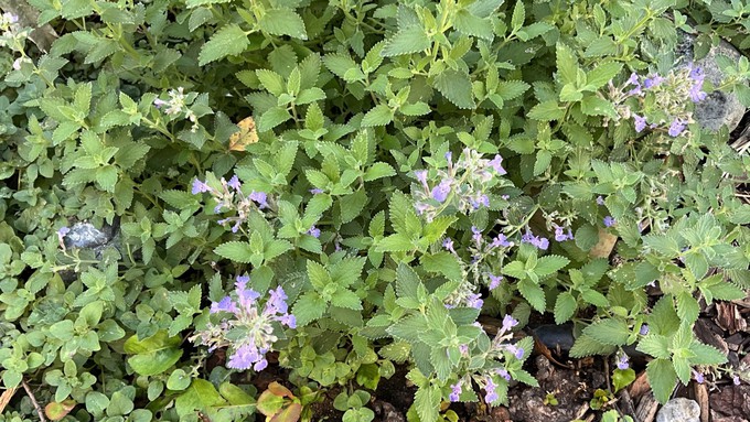 Pretty catmint (Nepeta x faassenii) is among the plants to be sold during the UCCE Yolo County master gardeners' plant sale this Saturday and Oct. 14.