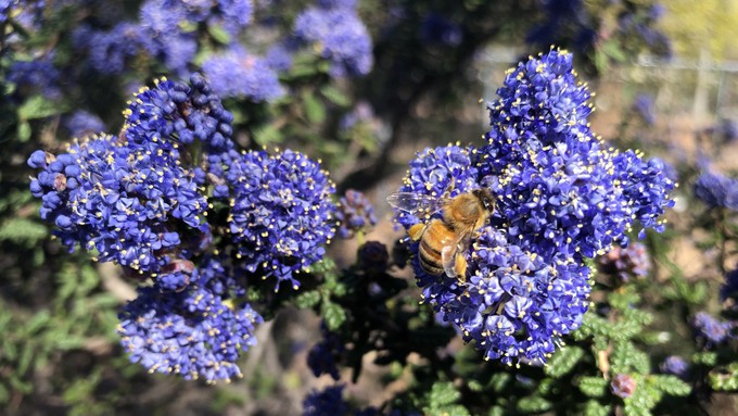 The ceanothus is in bloom at the Fair Oaks Horticulture Center, and the bees know it.