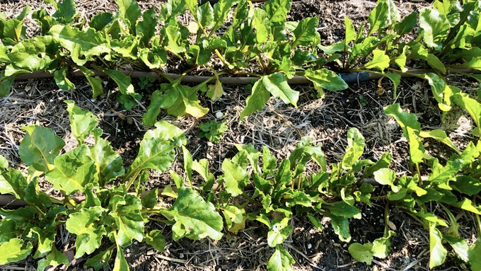 Chard does well in the Sacramento region during the fall and winter. Learn about cold-weather vegetable growing this Saturday in Placerville.