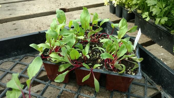 Chard and other cool-season favorites can be started from seed now for transplanting after Labor Day.