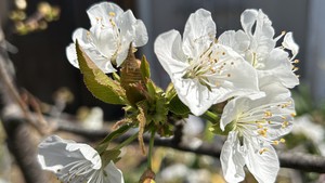 Sacramento Digs Gardening: First day of spring is cause for celebration