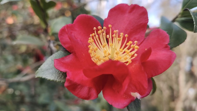 'Yuletide' is an appropriate name for this red  sasanqua camellia.