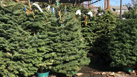 Image caption: When these trees have fulfilled all their duties as holiday decor, they can be recycled into mulch.