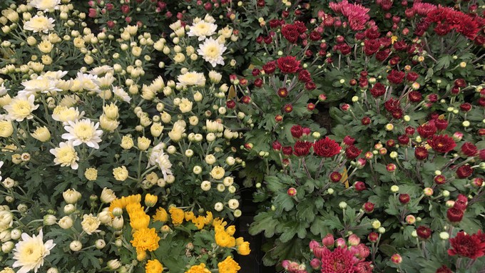 One sign of early fall surely is all the chrysanthemums on sale and ready to transplant. These are great for fresh garden color, and indoor color, too.