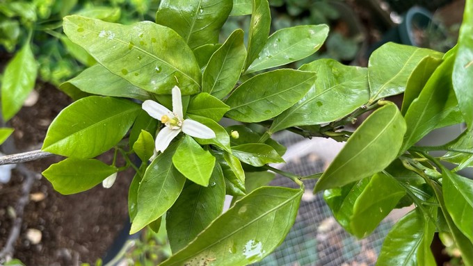 Citrus trees like this little Satsuma mandarin are blooming later than normal because of our cooler spring.