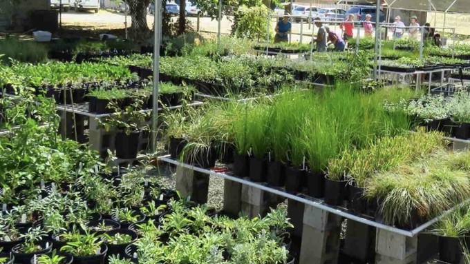 The native-plant nursery of the CNPS SacValley Chapter will be open for in-person sales Saturday. It is located at Soil Born Farms' American River Ramch in Rancho Cordova.