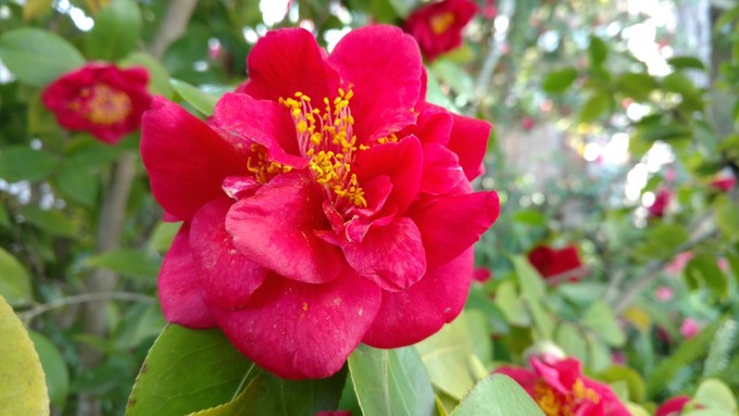 This beauty is a Mrs. Charles Cobb camellia. See and learn about camellias during Saturday's event at the Murer House.