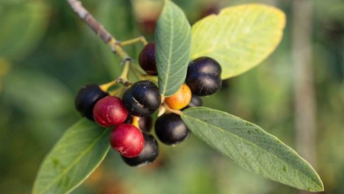 The coffeeberry, another name for California buckthorn, is a native shrub that can be found in several habitats around the state.