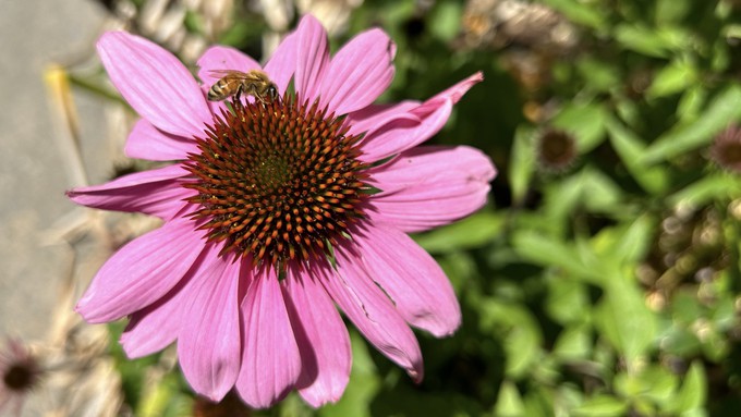 Coneflowers are reliable sources of garden color during the summer. Pollinators like them, too.