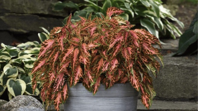 This AAS-winning Coral Candy coleus is part of the Premium Sun series hybridized by PanAmerican Seed.