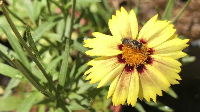 A ligated furrow bee stops in for some pollen on this two-color coreopsis, aka tickweed. Learn about plants that entice pollinators during a free talk 10 a.m. Saturday at all Green Acres sites.