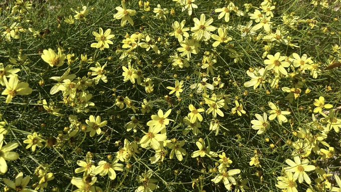 Threadleaf coreopsis is a cheerful summer bloomer.