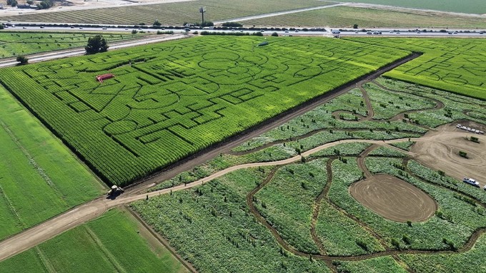 The corn maze at Cool Patch Pumpkins in Dixon covers 60 acres. Halloween is the last day to try it out this year.
