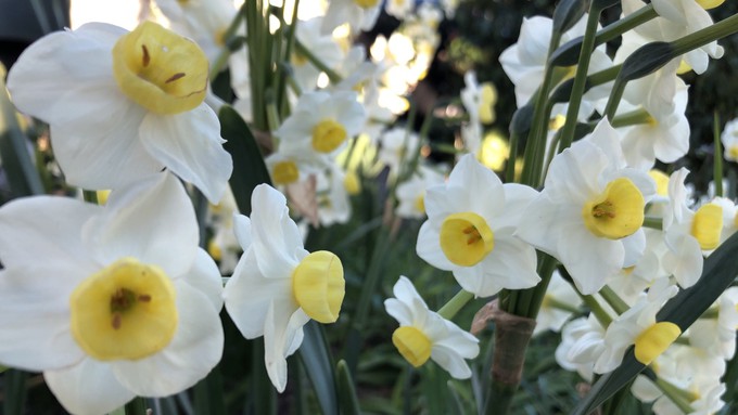 Cream narcissus are cheery, fragrant additions to the spring garden.