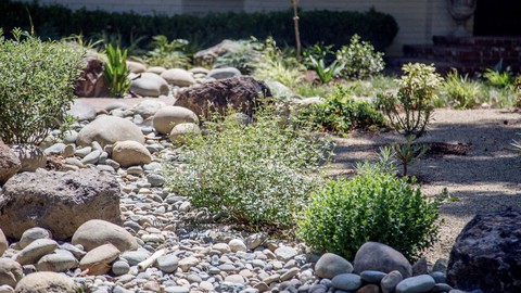 Image caption: A rain garden allows runoff from paved areas and roofs to filter into the soil, recharging the groundwater.