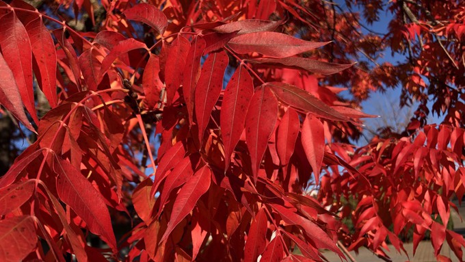 Chinese pistache trees are putting on a show this fall. See many varieties of trees in full color on the walking tour of the UC Davis campus, including the Arboretum and Public Garden.