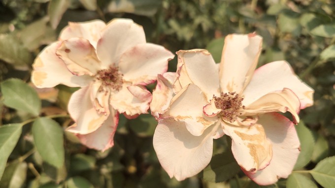 These Betty Boop roses, usually with bright red edges, faded immediately in the heat and sun. Instead, their petals are edged in brown. Their stamens dried out quickly, too, depriving bees of food.