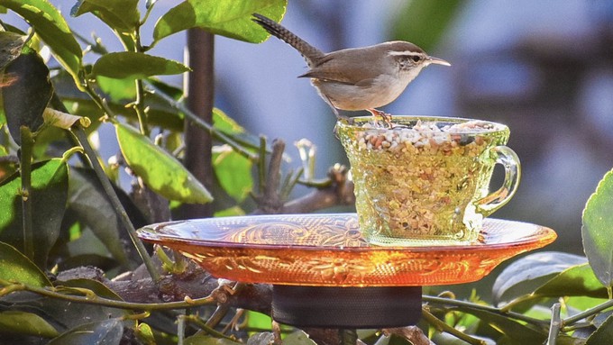 A wren enjoys the view from the rim of a pole-mounted bird feeder, created from a glass cup and plate by Hal Malmquist of Folsom. His business, BirdFeedersRUs, will have a vendor booth at Harvest Day this Saturday.