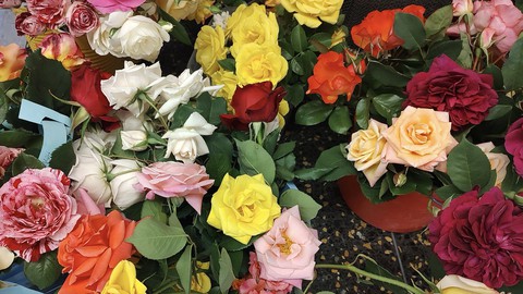 Image caption: Revel in roses Saturday at the 76th Sacramento Rose Show. View the "rose royalty" -- the blooms that earned top honors in the show. Also, beautiful cut roses like the ones here will be for sale, $1 per stem, $10 for a dozen including a vase.