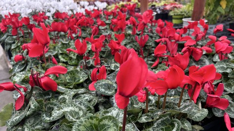 Image caption: Cyclamen are among the non-poinsettia favorites for cheery color during winter.