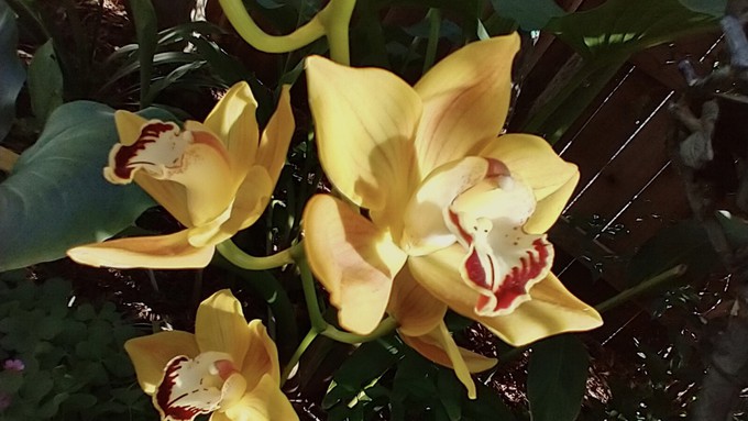 Placer master gardeners will offer tips on caring for orchids such as this beautiful cymbidium.