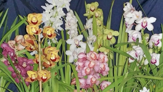 See the best of the best local cymbidiums at the annual show and sale of the Sacramento Valley Cymbidium Society this Saturday.