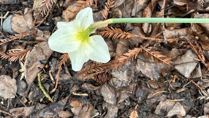 This poor daffodil, wet and face down in muddy mulch, may well epitomize the weather situation for Sacramento gardeners.