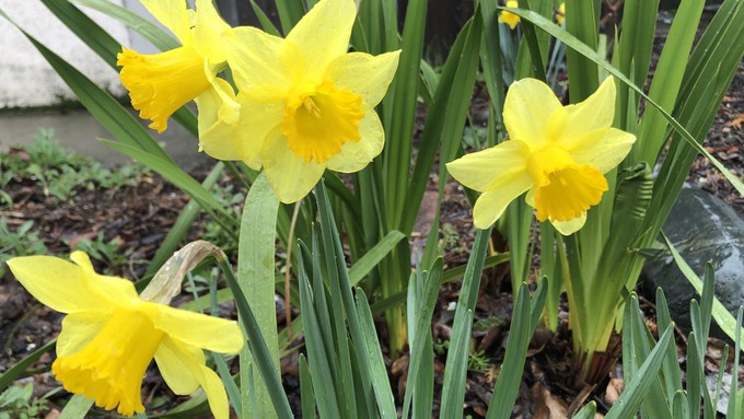 Daffodils are hanging in there, despite all the cold and wet weather. More is coming our way this weekend.