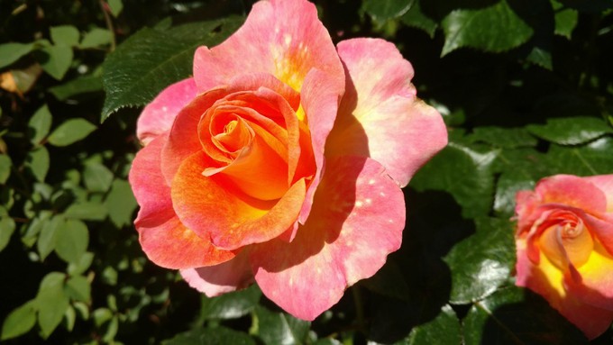 Daybreaker, a popular floribunda rose, is a yellow-orange-pink blend that looks beautiful in October.