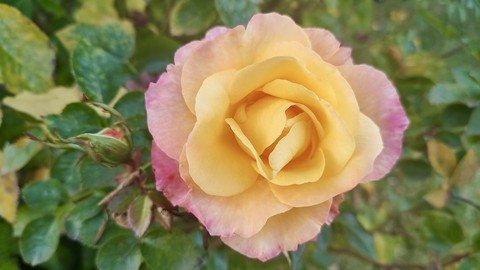 Image caption: Day Breaker, a floribunda that just won't quit, is still blooming in mid December.