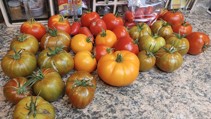 Good year for Debbie, too: One day's harvest including Berkeley Tie Dye, Chef's Choice Orange and First Prize tomatoes. Juliet tomatoes are in the bag.