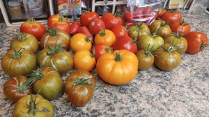 https://californialocal.com/static/media/_versions/media-affiliates/22-sacramento-digs-gardening/articles/debbie-tomato-harvest_medium.jpg