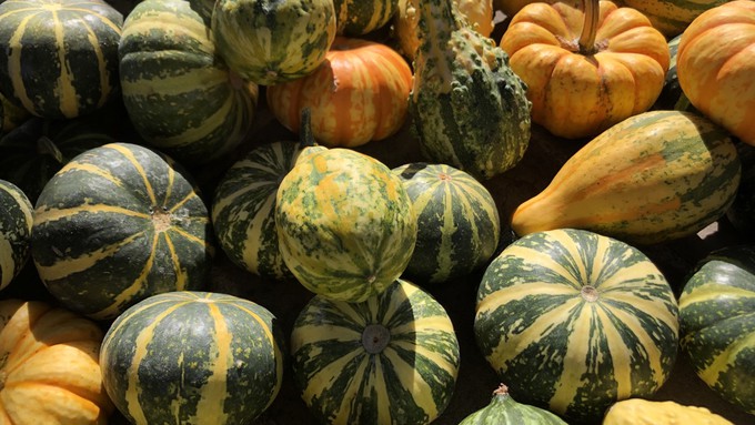 It's decorative gourd season! Harvest your squash, gourds and pumpkins for decor galore.