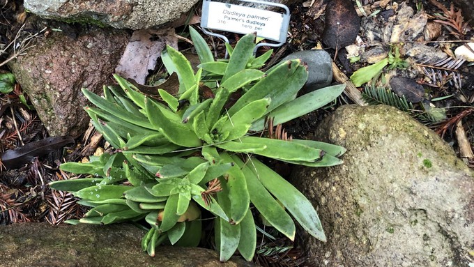 Palmer's dudleya is an example of a California native succulent that would do well in a small garden or in a container.