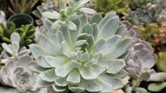 Succulents such as this echeveria remain popular as indoor and outdoor plants.