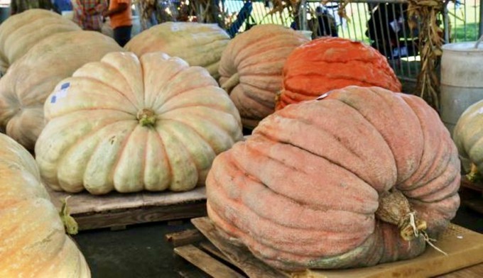 Extra-extra-extra-large pumpkins will face off in a weigh-off this Saturday in Elk Grove.