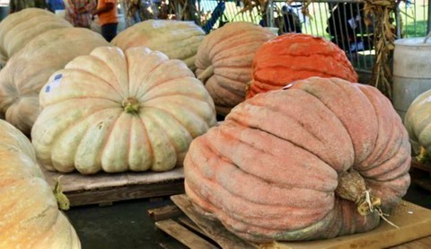 Image caption: Extra-extra-extra-large pumpkins will face off in a weigh-off this Saturday in Elk Grove.