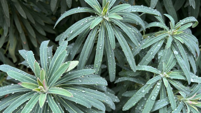 Raindrops dot this euphorbia plant after Wednesday morning's storm. The Sacramento region received varying amounts of rainfall this week.