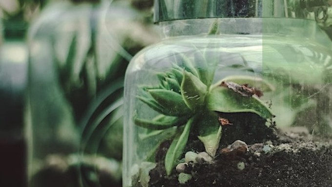 Build a little world under glass at the Exotic Plants Happy Hour workshop this Friday.
