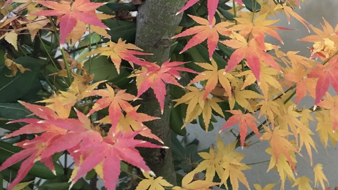 Gotta love this Japanese maple, which every fall puts on a colorful show.