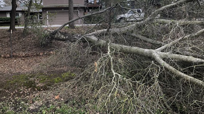 Trees or branches weakened earlier in winter can fall without warning in a windy storm.