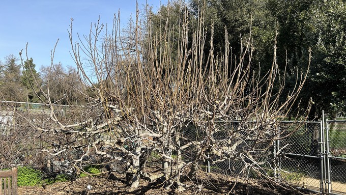 The dramatic structure of these fig trees at the Fair Oaks Horticulture Center is revealed after the leaves are gone. When a deciduous tree is bare in dormancy,  it's easy to see its limb structure for pruning.