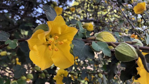 Image caption: Flannel bush (Fremontodendron) is among the  native plants that will be available for ordering from the Sacramento Valley chapter of the California Native Plant Society.